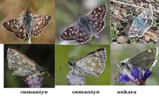 Mozaik Zpzp (Muschampia tessellum)
