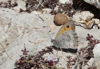 Yalanc Esmerperi (Hyponephele lycaonoides)