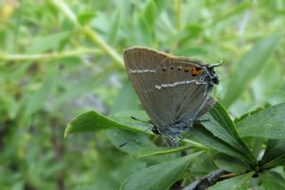 Gzel Sevbeni (Satyrium spini)