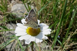 sli Bakr Gzeli (Lycaena tityrus)