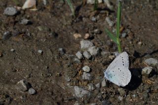 okgzl Anadolu Mavisi (Aricia crassipunctus)