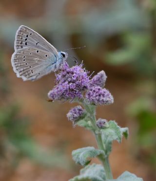 Tr almalar ([unknown genus] n/a)