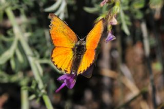 Alev Ategzeli (Lycaena kefersteinii)