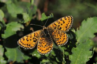 Gzel parhan (Melitaea syriaca)