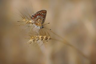 Tr almalar ([unknown genus] n/a)