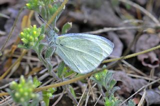 Kk Beyazmelek (Pieris rapae)