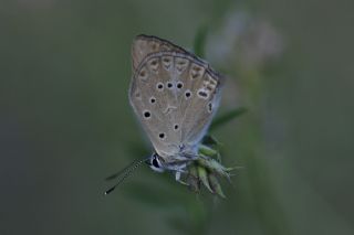 Anormal okgzl (Polyommatus admetus)