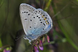 okgzl Amanda (Polyommatus amandus)