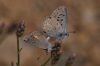 Tr almalar ([unknown genus] n/a)