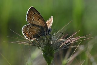 okgzl Amanda (Polyommatus amandus)