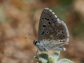 okgzl Mavi (Polyommatus icarus)