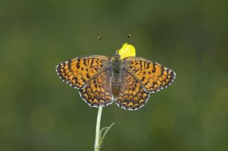 Trkistan parhan (Melitaea arduinna)