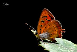 Benekli Bakr Gzeli (Lycaena phlaeas)