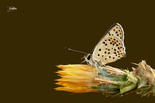 sli Bakr Gzeli (Lycaena tityrus)