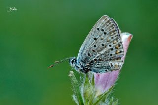 Anadolu Esmergz (Plebejus modicus)