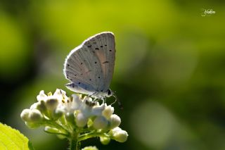 Kutsal Mavi (Celastrina argiolus)