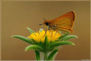 Sar Antenli Zpzp (Thymelicus sylvestris)