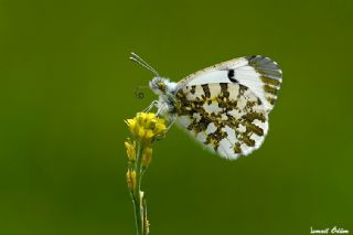 Turuncu Ssl (Anthocharis cardamines)