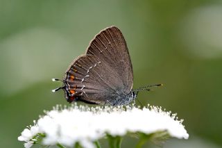 Byk Sevbeni (Satyrium ilicis)