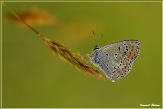 okgzl Esmer (Aricia agestis)
