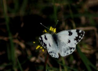 Yeni Beneklimelek (Pontia edusa)