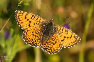 Gzel parhan (Melitaea trivia)