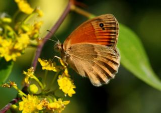 Kk Zpzp Perisi (Coenonympha pamphilus)