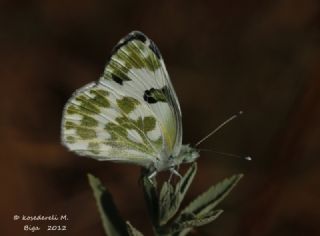 Tr almalar ([unknown genus] n/a)