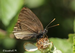 Tr almalar ([unknown genus] n/a)