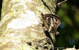 Kara Murat (Brintesia  circe)