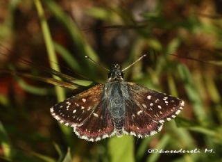 Kzl Zpzp (Spialia orbifer)