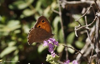 Kk Esmerperi (Hyponephele lycaon)