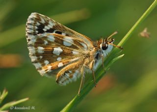 Kızıl Zıpzıp (Spialia orbifer)