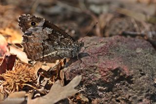 Byk Karamelek (Hipparchia syriaca)