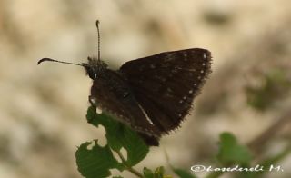 Pasl Zpzp (Erynnis tages)