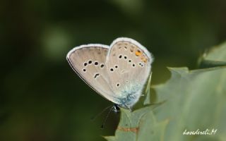 okgzl Gzel Mavi (Polyommatus bellis)