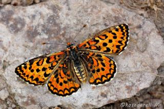 Gzel parhan (Melitaea trivia)