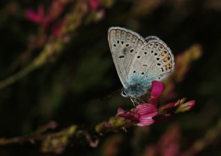 Tr almalar ([unknown genus] n/a)