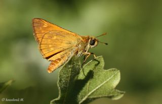 Orman Zpzp (Ochlodes sylvanus)