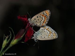 Tr almalar ([unknown genus] n/a)