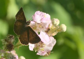 T�r �al��malar�&nbsp;([unknown genus]&nbsp;n/a)