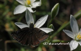 Kara Zpzp (Erynnis marloyi)