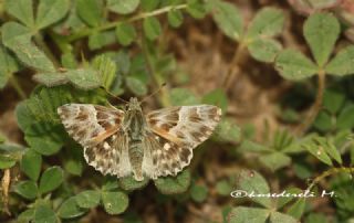 Tr almalar ([unknown genus] n/a)