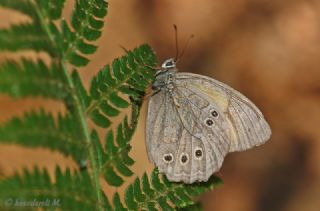 Aa Esmeri (Kirinia roxelana)