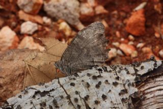 Aa Karamelei (Hipparchia statilinus)