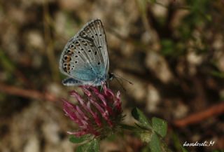 okgzl Amanda (Polyommatus amandus)