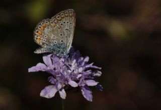 okgzl Mavi (Polyommatus icarus)