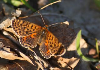 Benekli parhan (Melitaea didyma)