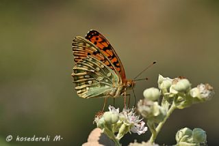 Gzel nci (Argynnis aglaja)