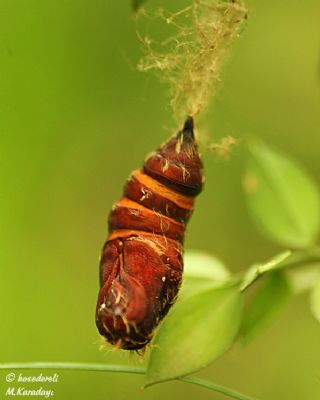 Tr almalar ([unknown genus] n/a)